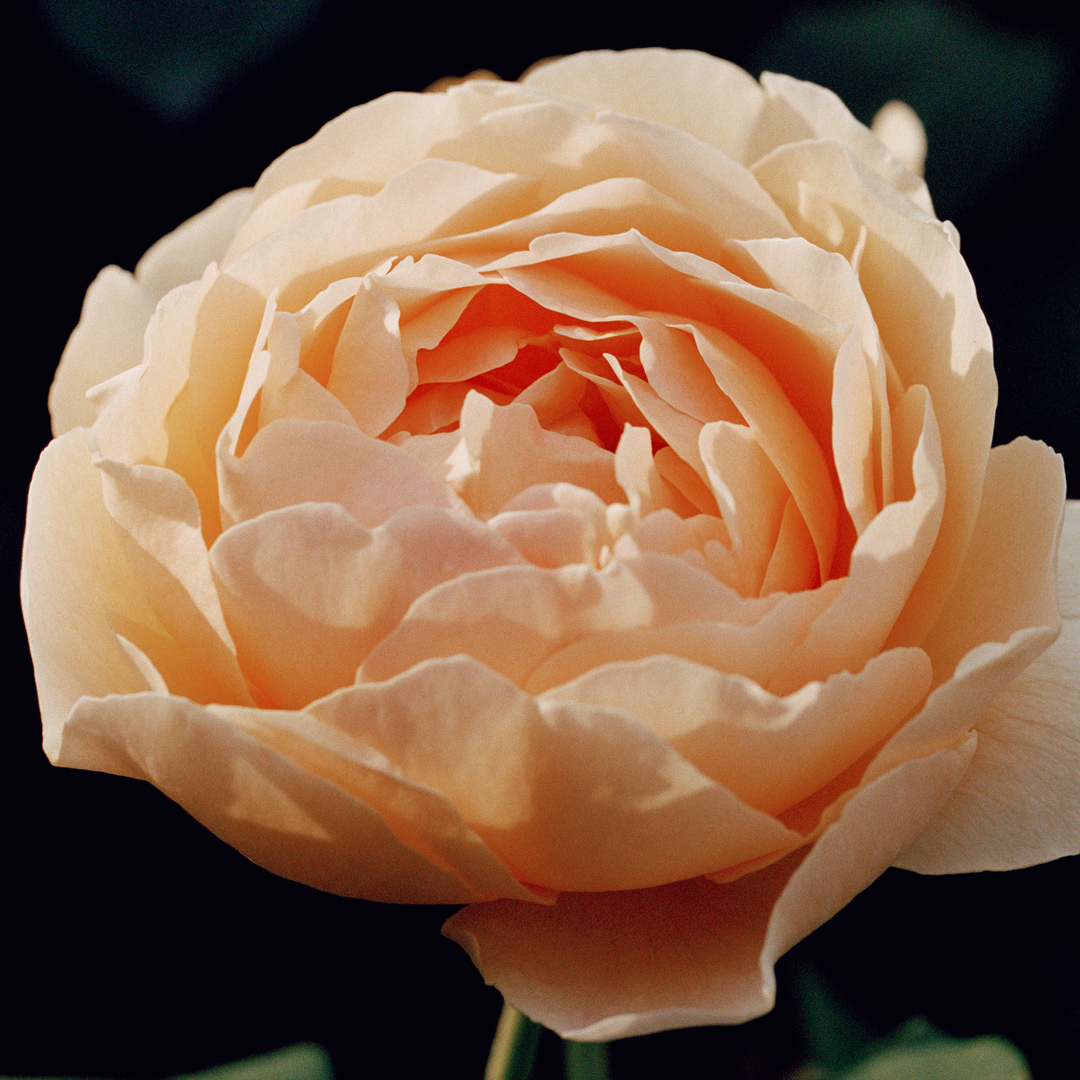 Rose damascena essence and violet leaves