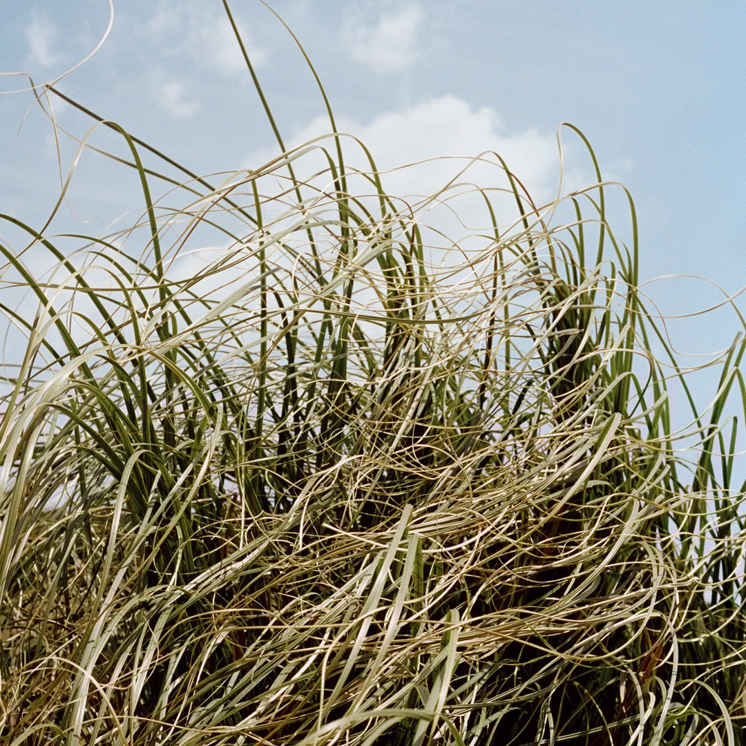 Vetiver essence and cashmere woods